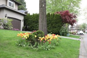 A resident trims shrubs along the front path of a single-family home on a sunny day.